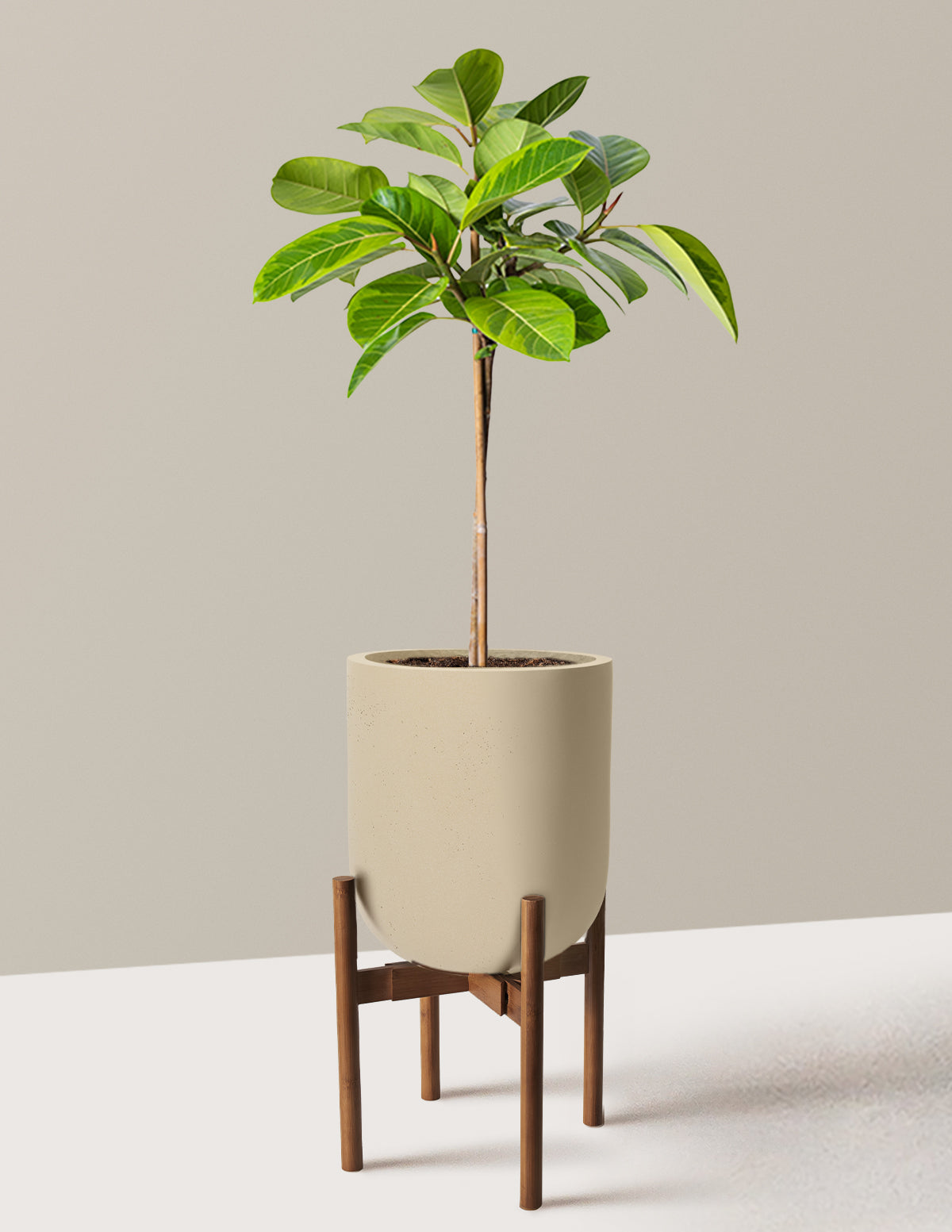 Large Ficus Altissima Tree