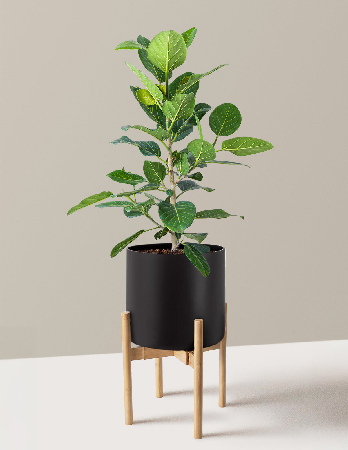files/the-sill_Large-Ficus-Audrey-Bush_Large-Agnes-Black-planter-with-stand-Light-Bamboo_Variant.jpg