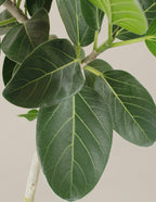 Ficus Audrey Bush