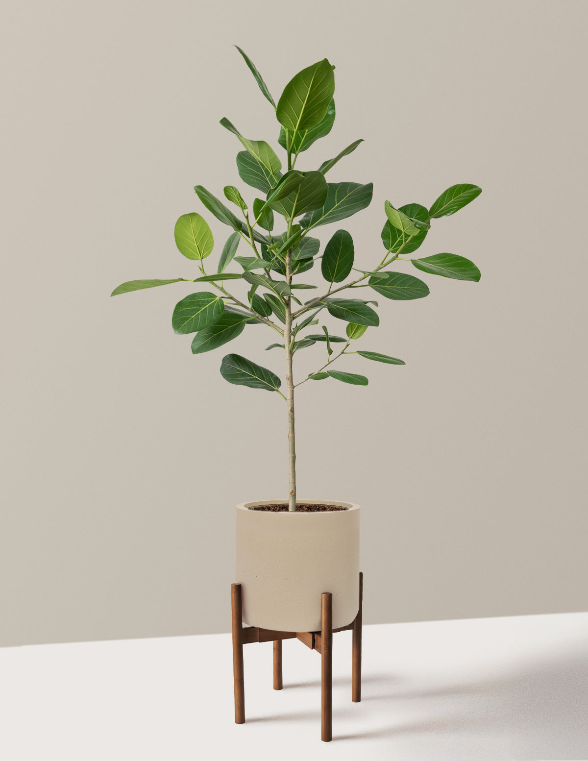 Ficus Audrey Tree