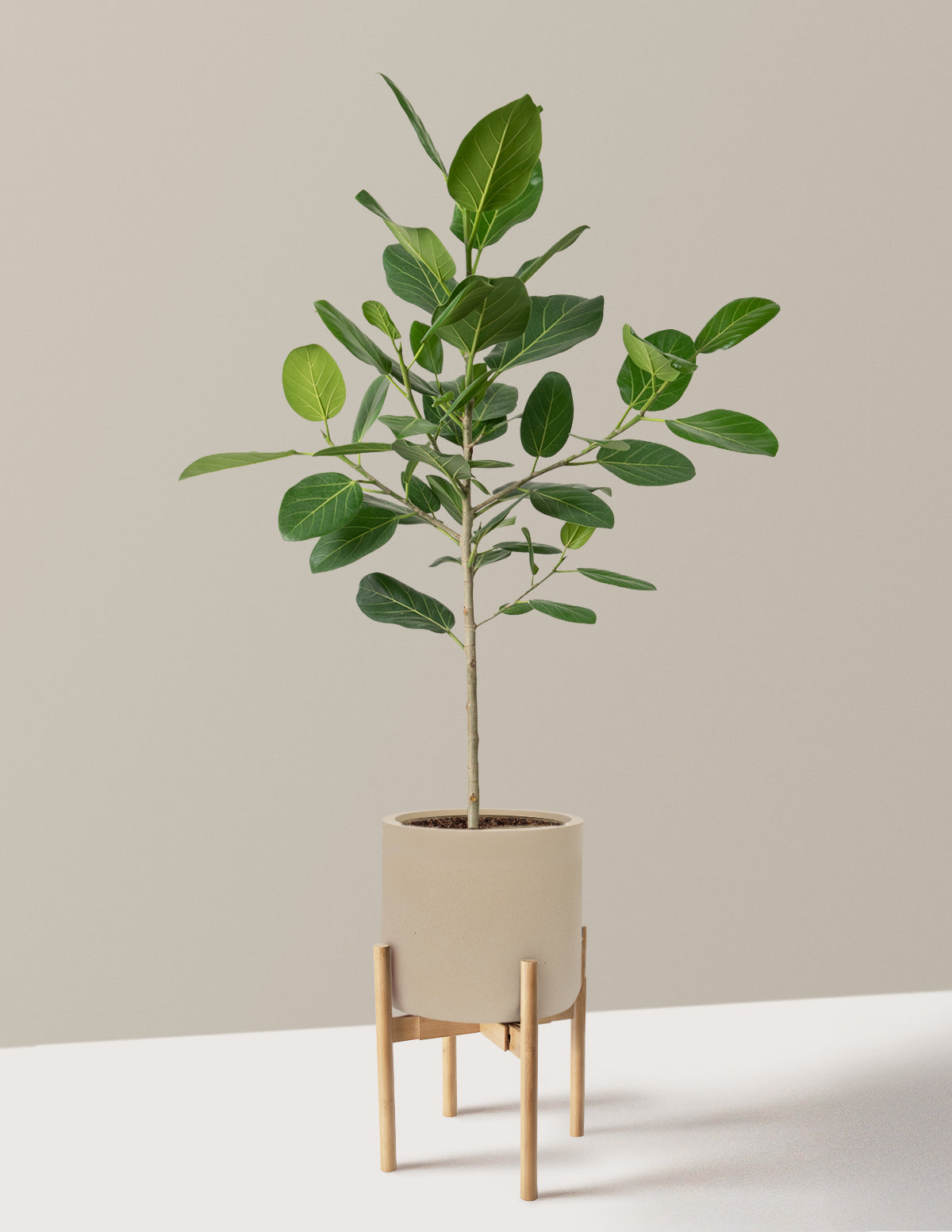 Ficus Audrey Tree