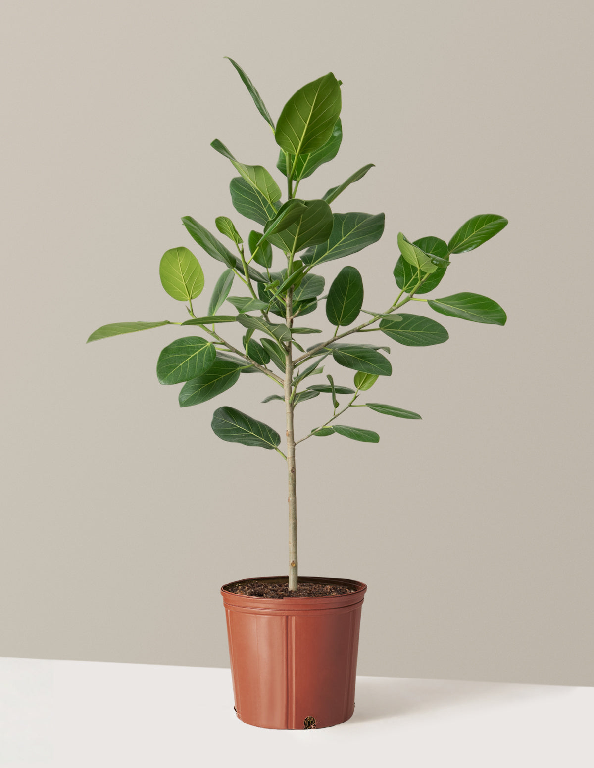 bundle | Large | Grow Pot