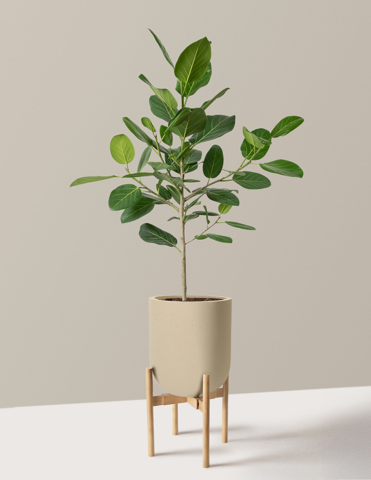 Ficus Audrey Tree
