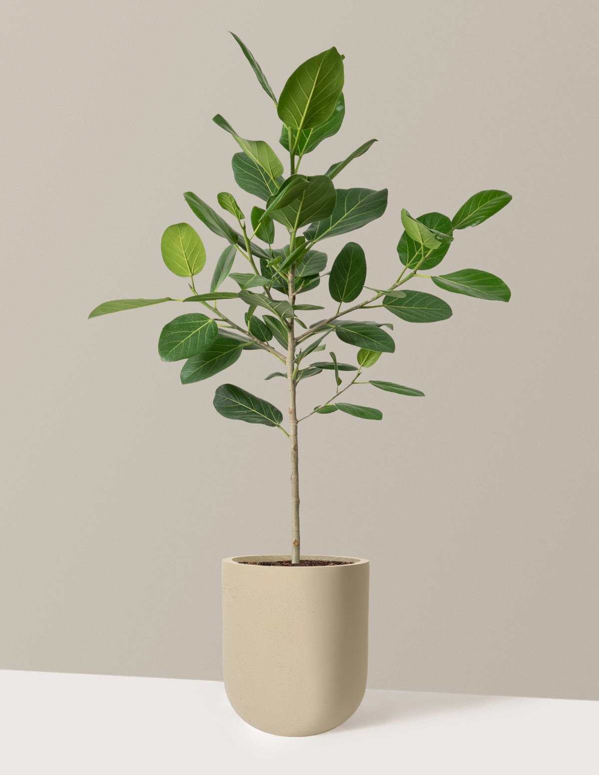 files/the-sill_Large-Ficus-Audrey-Tree_Large_Pallas_Sand_Variant.jpg