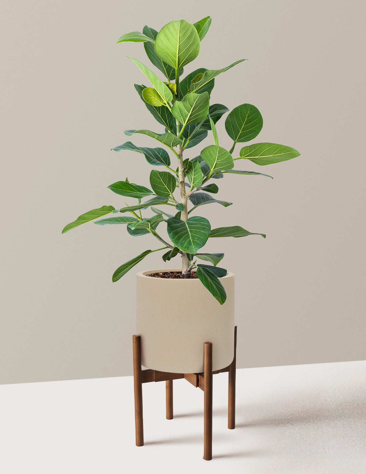 Ficus Audrey Bush
