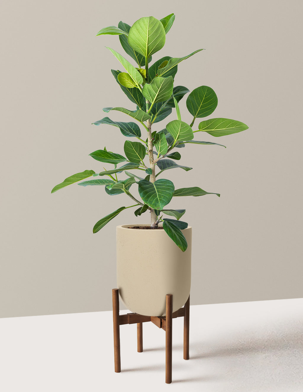 Ficus Audrey Bush