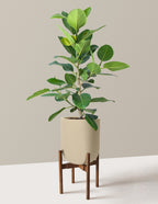 Ficus Audrey Bush