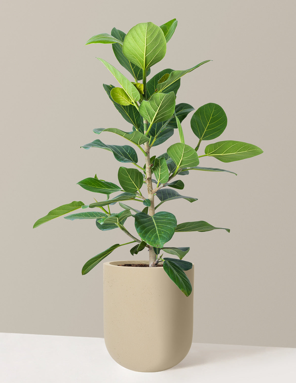 Ficus Audrey Bush