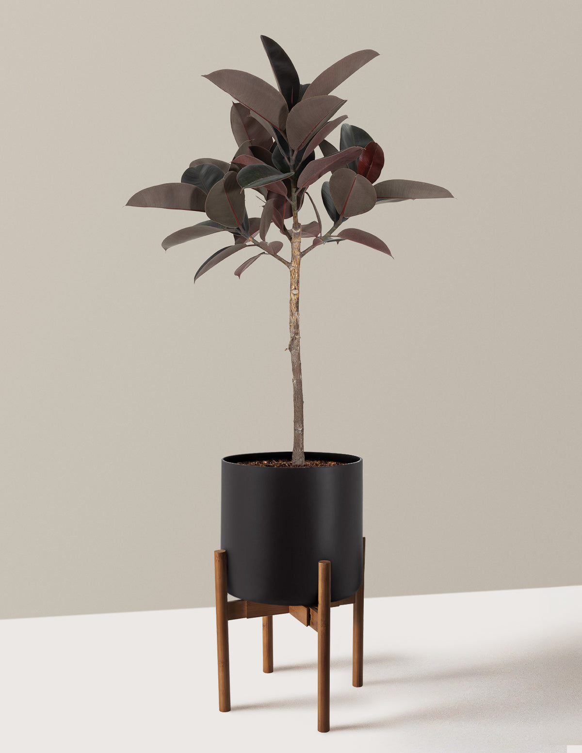 Ficus Burgundy Rubber Tree