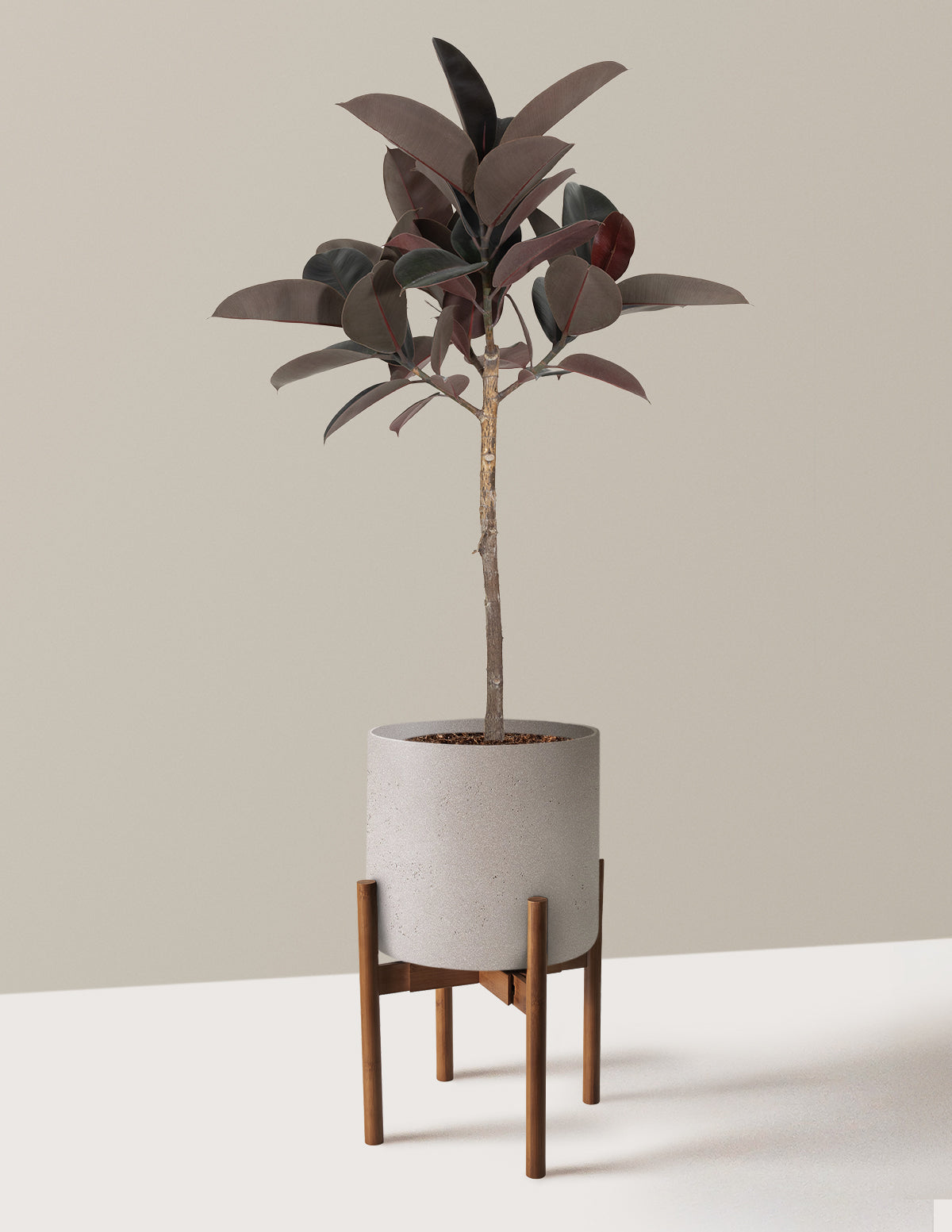 Ficus Burgundy Rubber Tree
