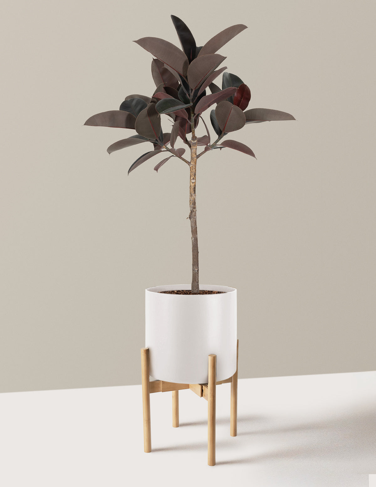 Ficus Burgundy Rubber Tree