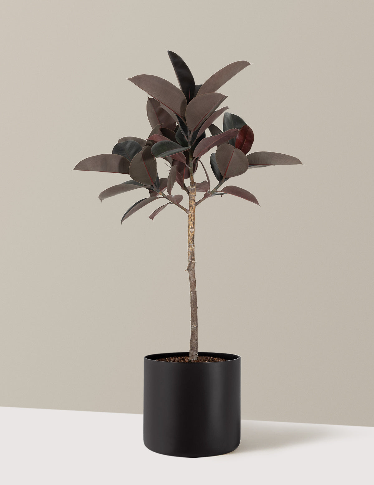 Ficus Burgundy Rubber Tree