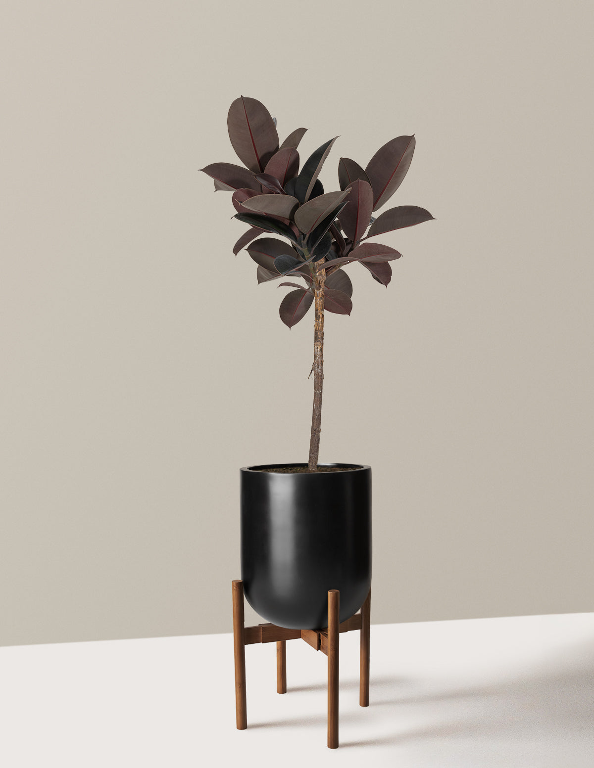 Ficus Burgundy Rubber Tree
