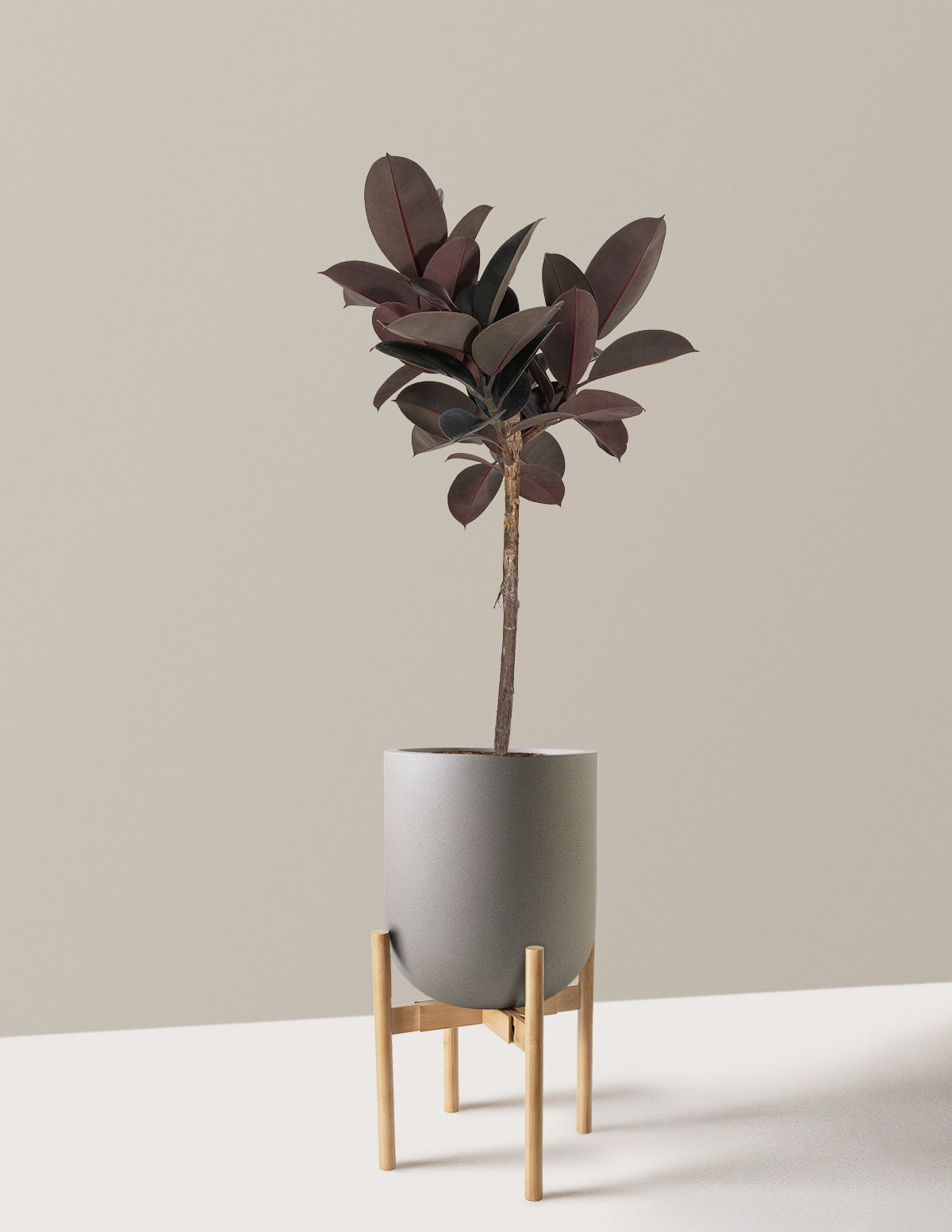 Ficus Burgundy Rubber Tree