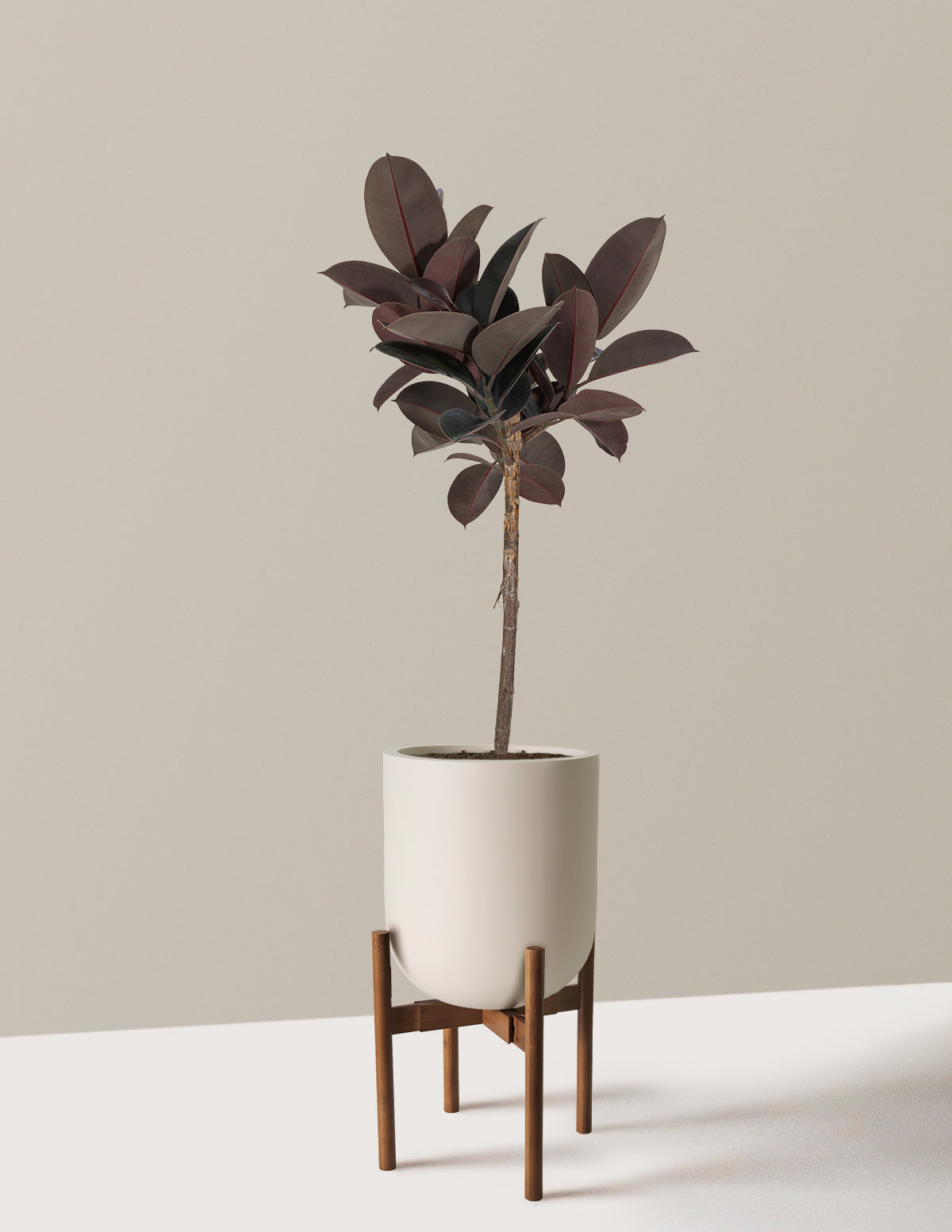 Ficus Burgundy Rubber Tree