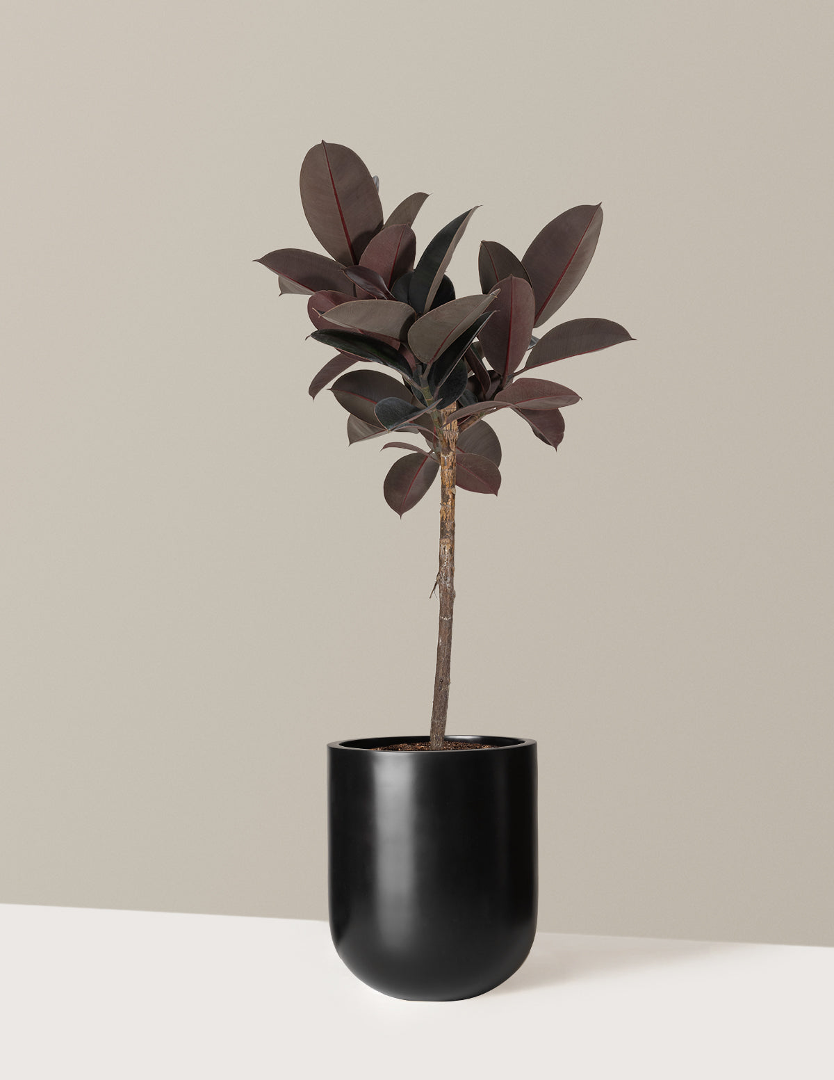 Ficus Burgundy Rubber Tree