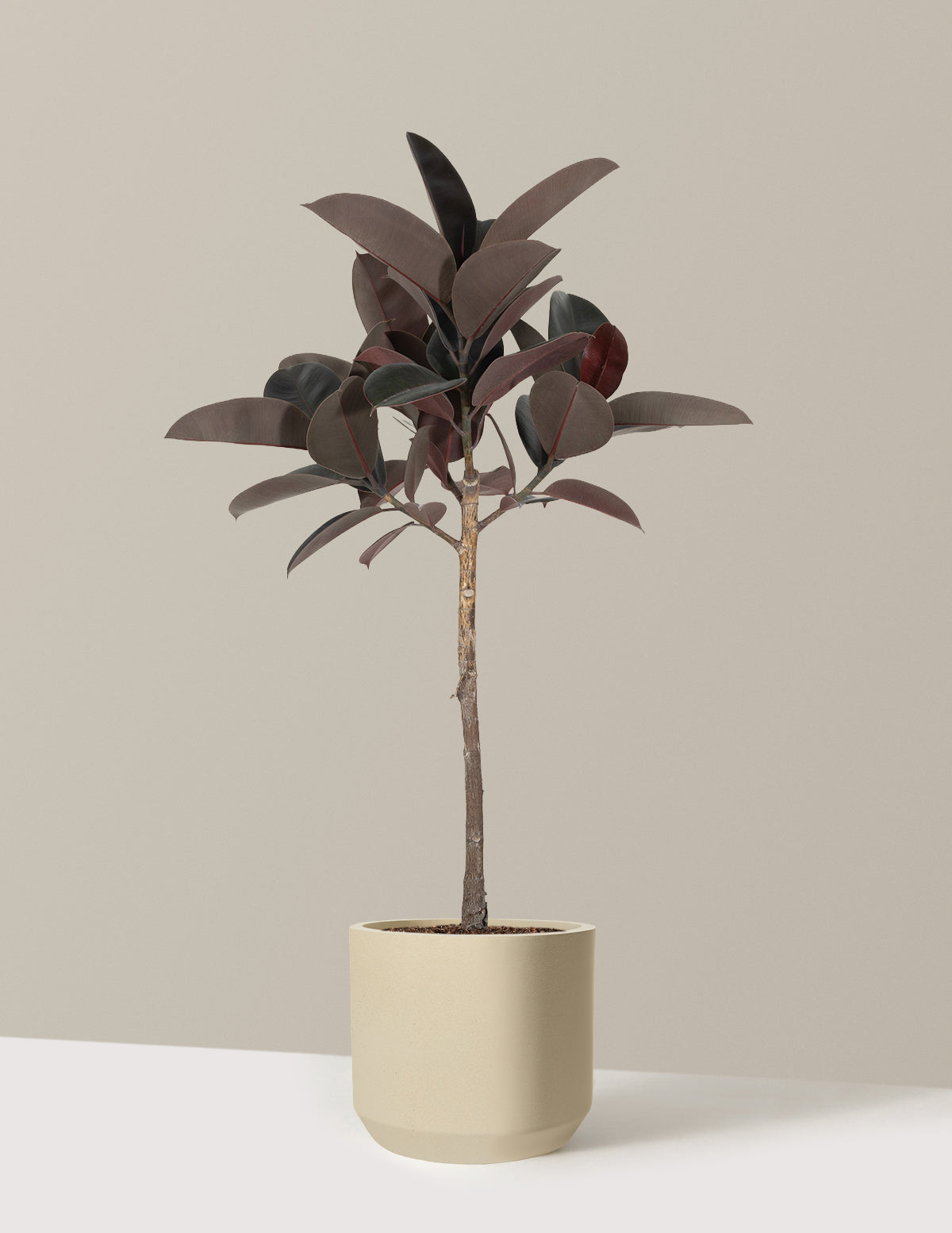 Ficus Burgundy Rubber Tree