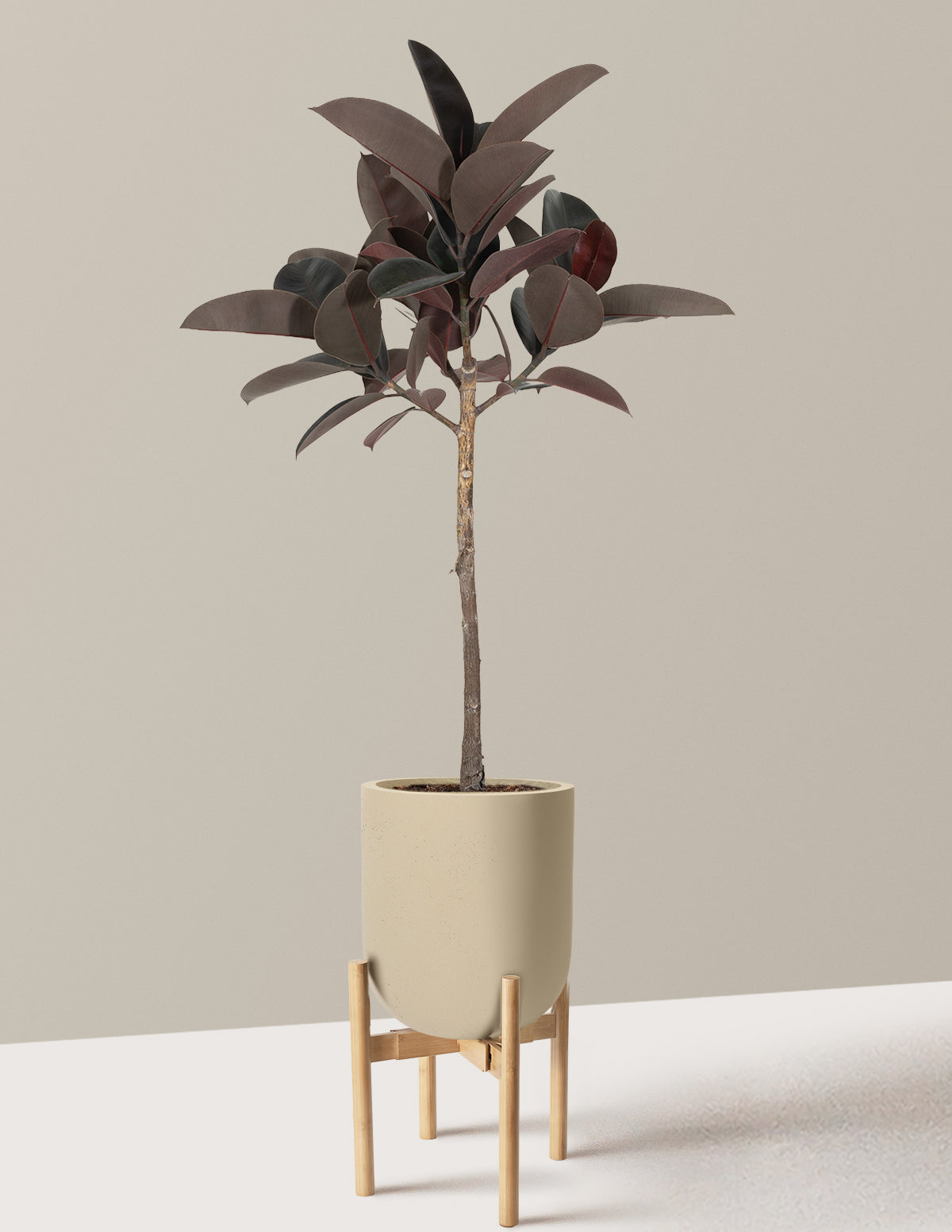 Ficus Burgundy Rubber Tree
