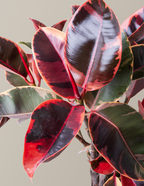 Ficus Ruby