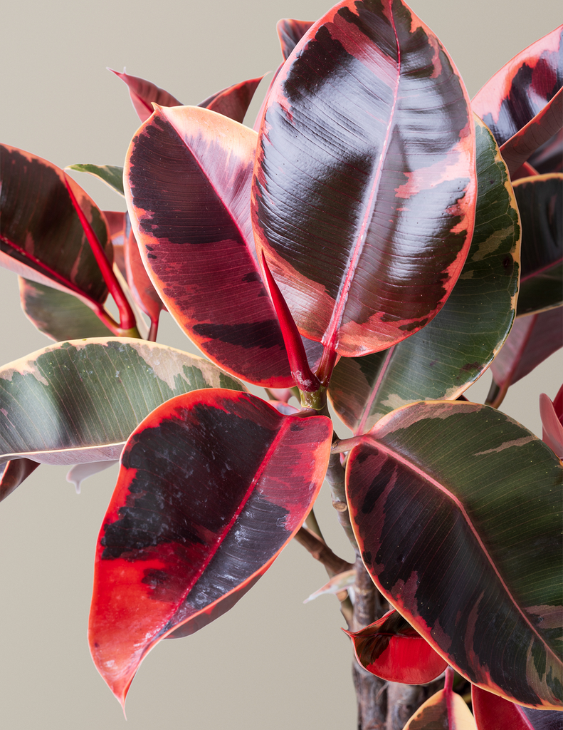 How to care for a Ficus Ruby