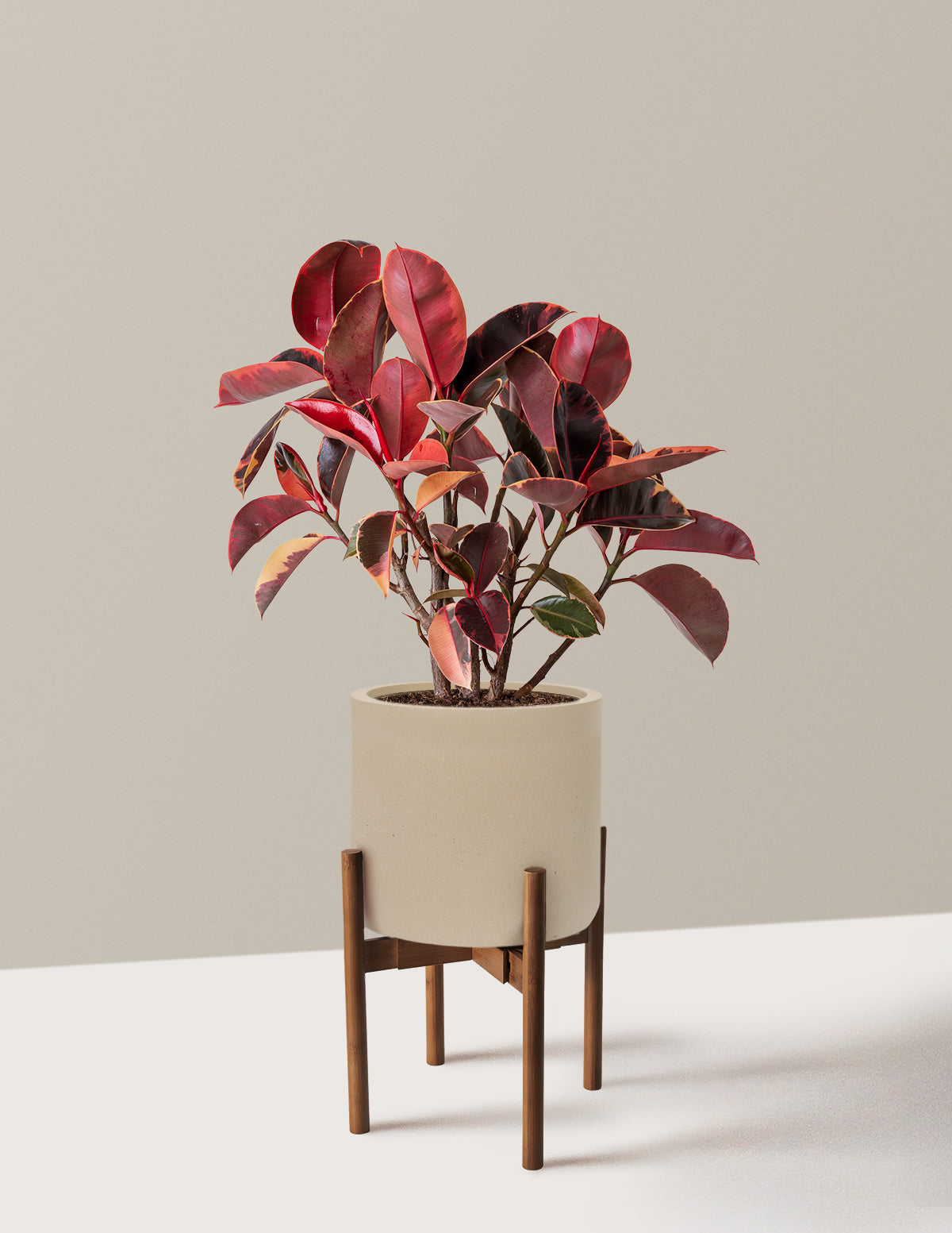 Ficus Ruby