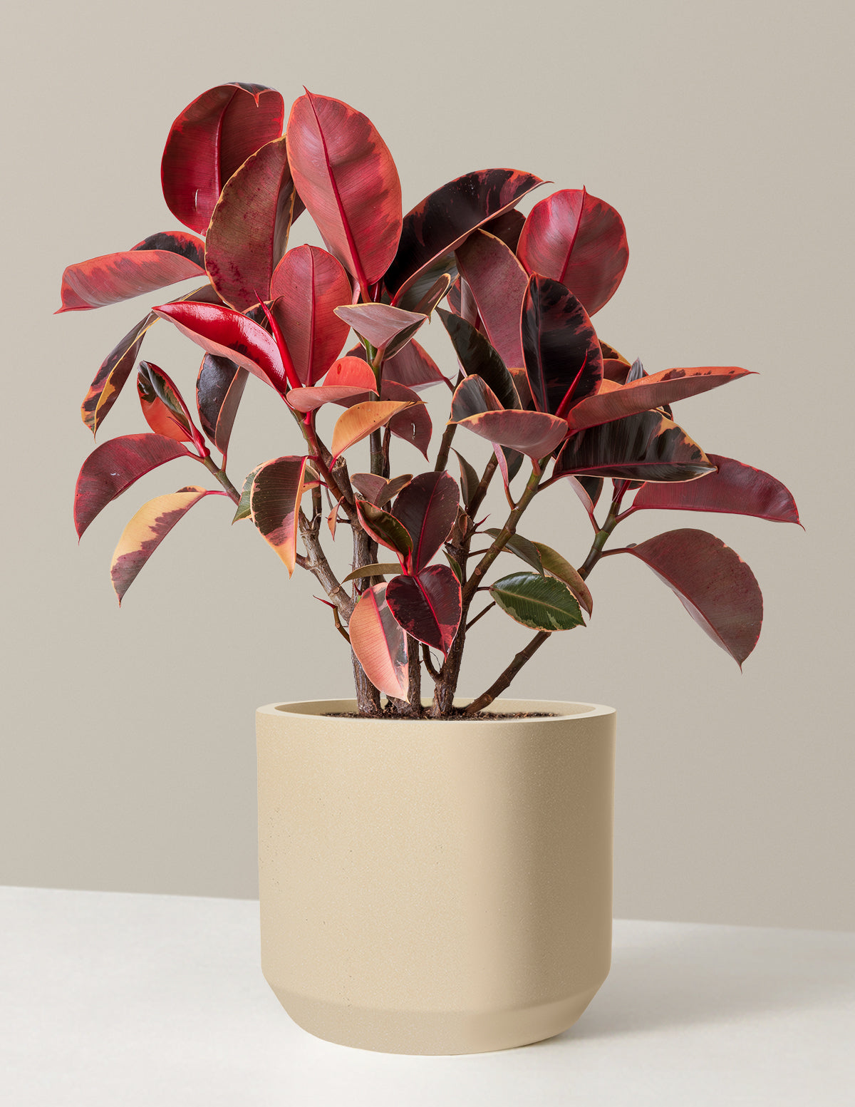 Ficus Ruby