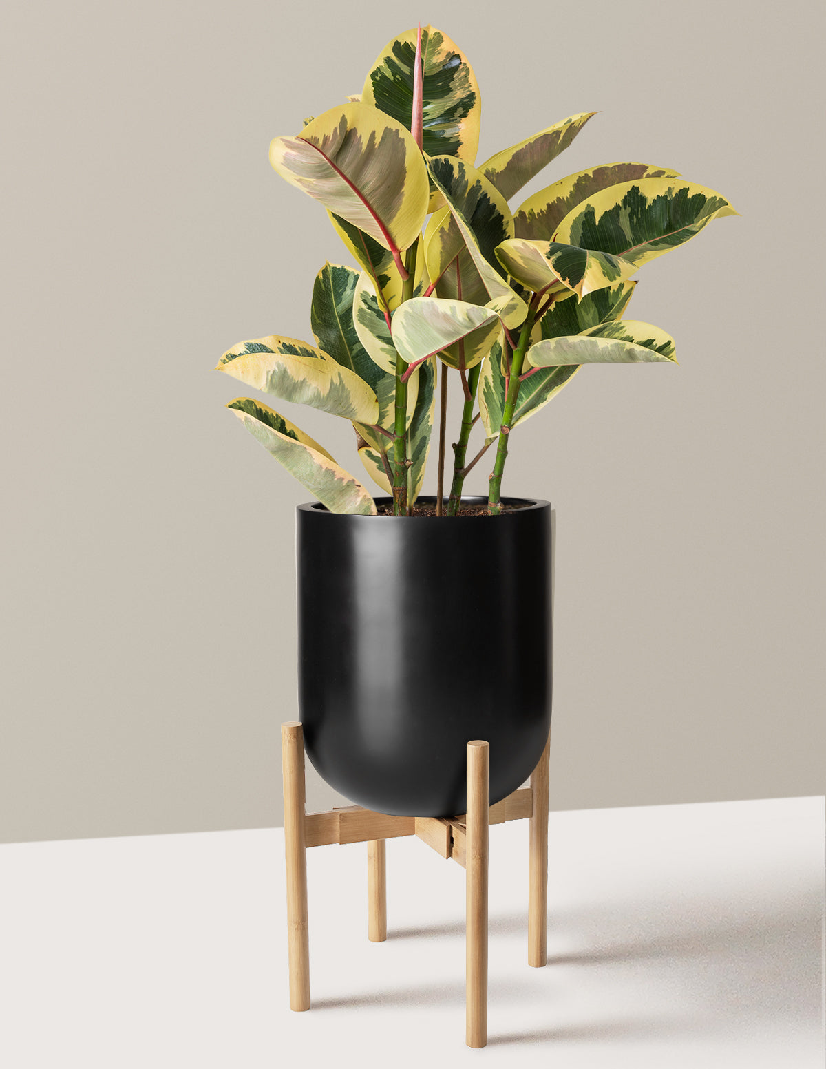 bundle | Large | Pallas | Black