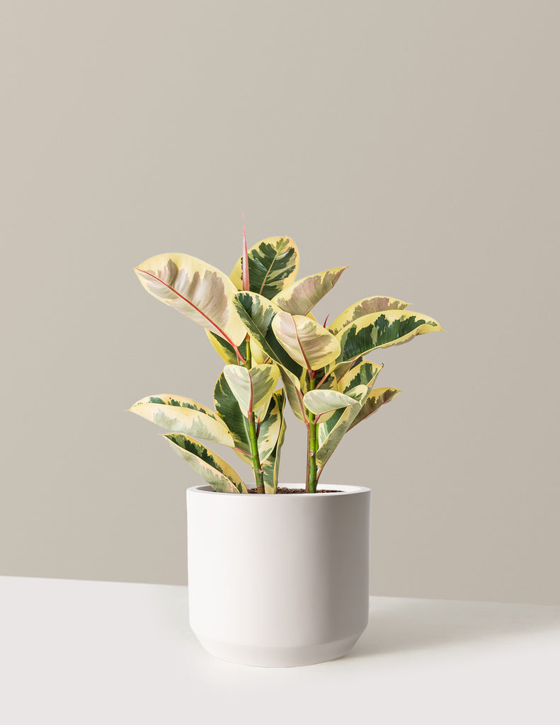 How to care for a Ficus Tineke