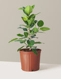 bundle | Large | Grow Pot