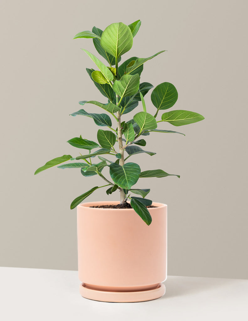 How to care for a Ficus Audrey Bush