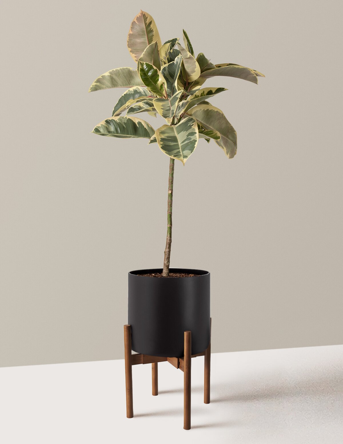 Ficus Tineke Tree