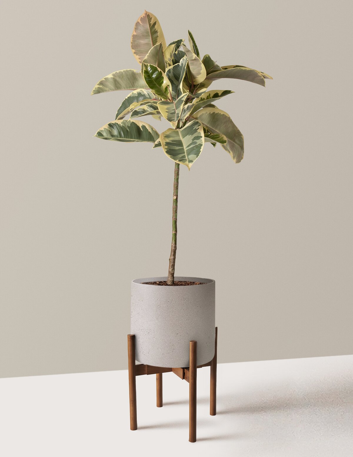 Ficus Tineke Tree