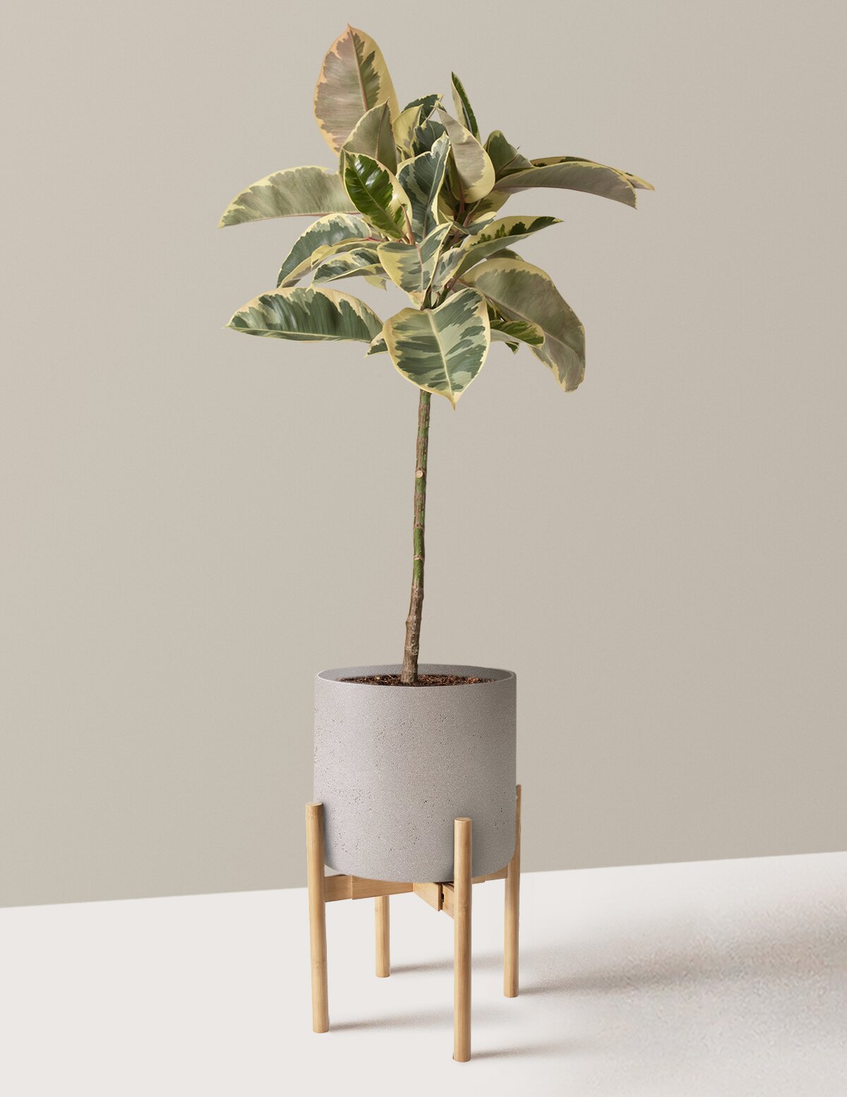 Ficus Tineke Tree