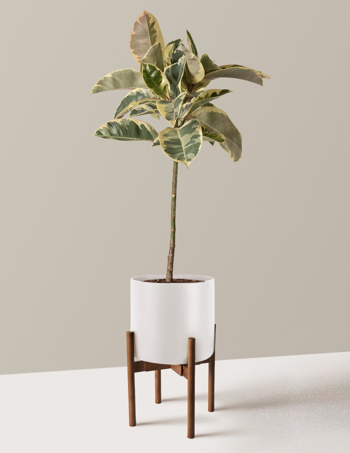 Ficus Tineke Tree