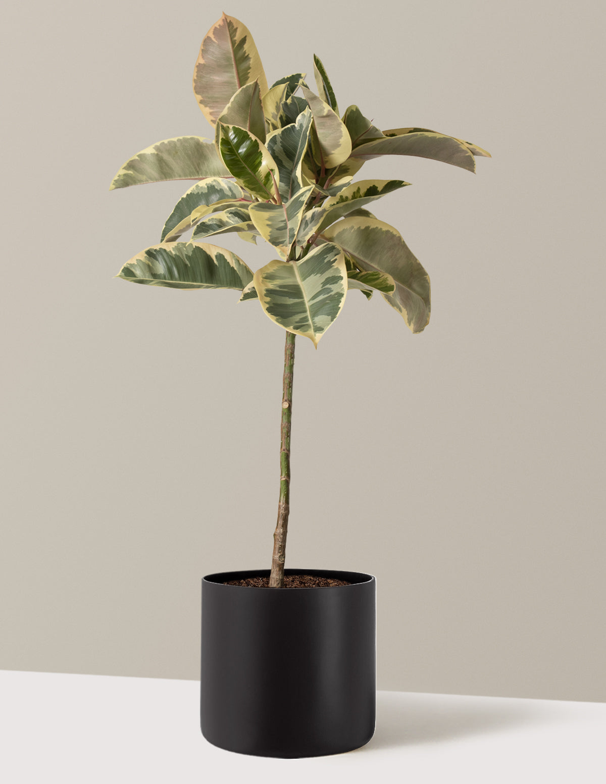 Ficus Tineke Tree