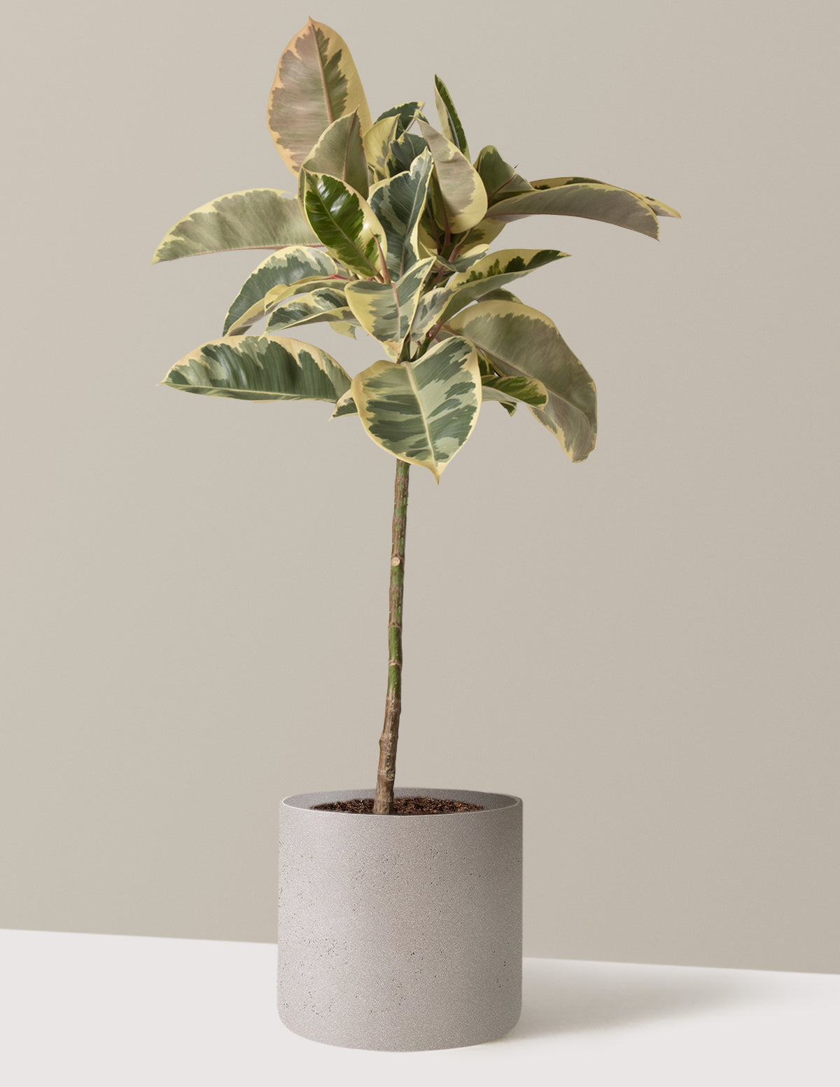 Ficus Tineke Tree