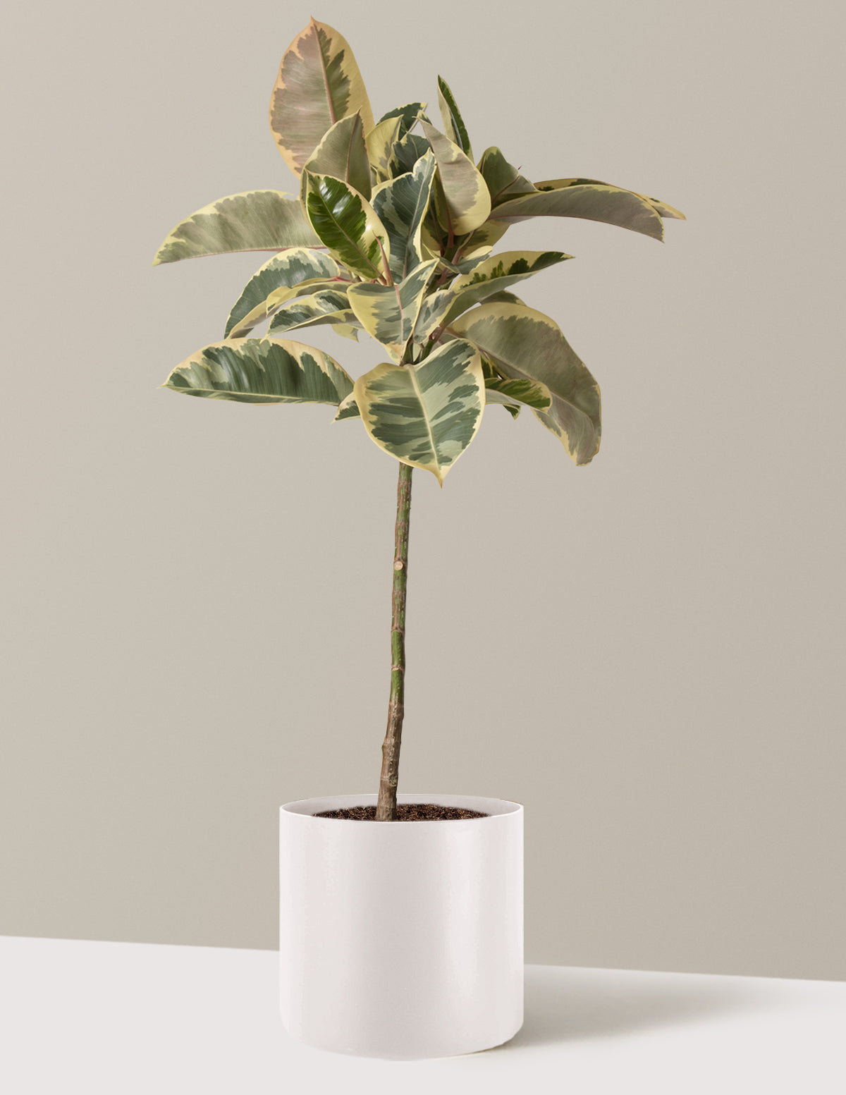 Ficus Tineke Tree