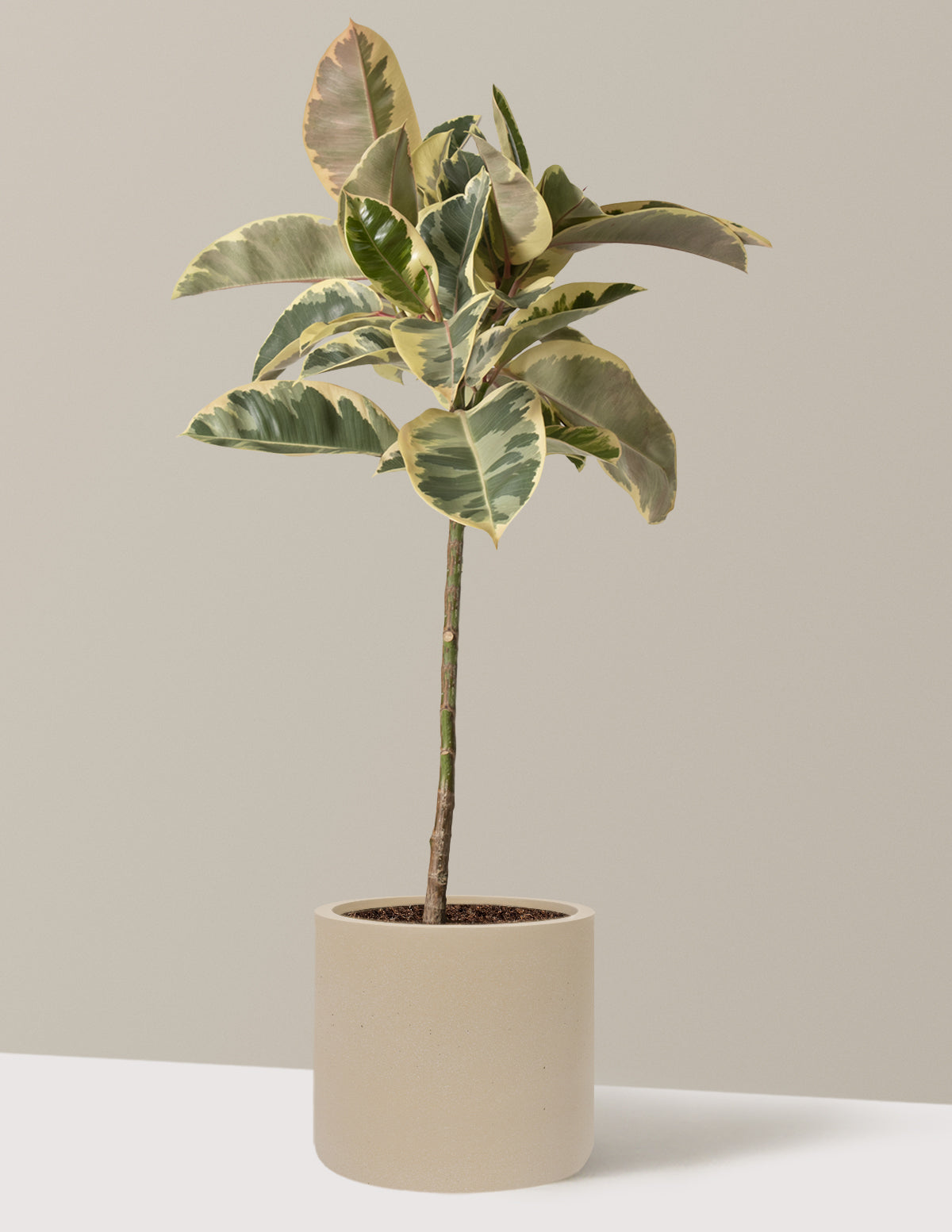 Ficus Tineke Tree