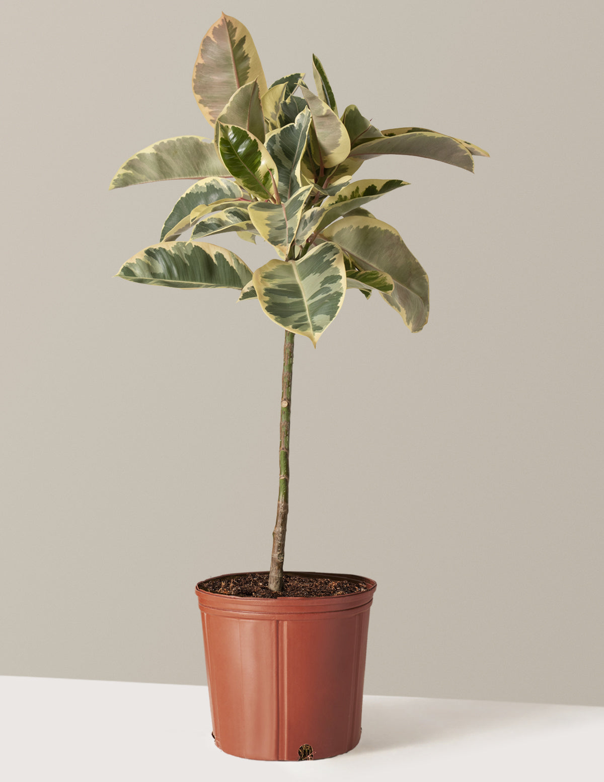Ficus Tineke Tree
