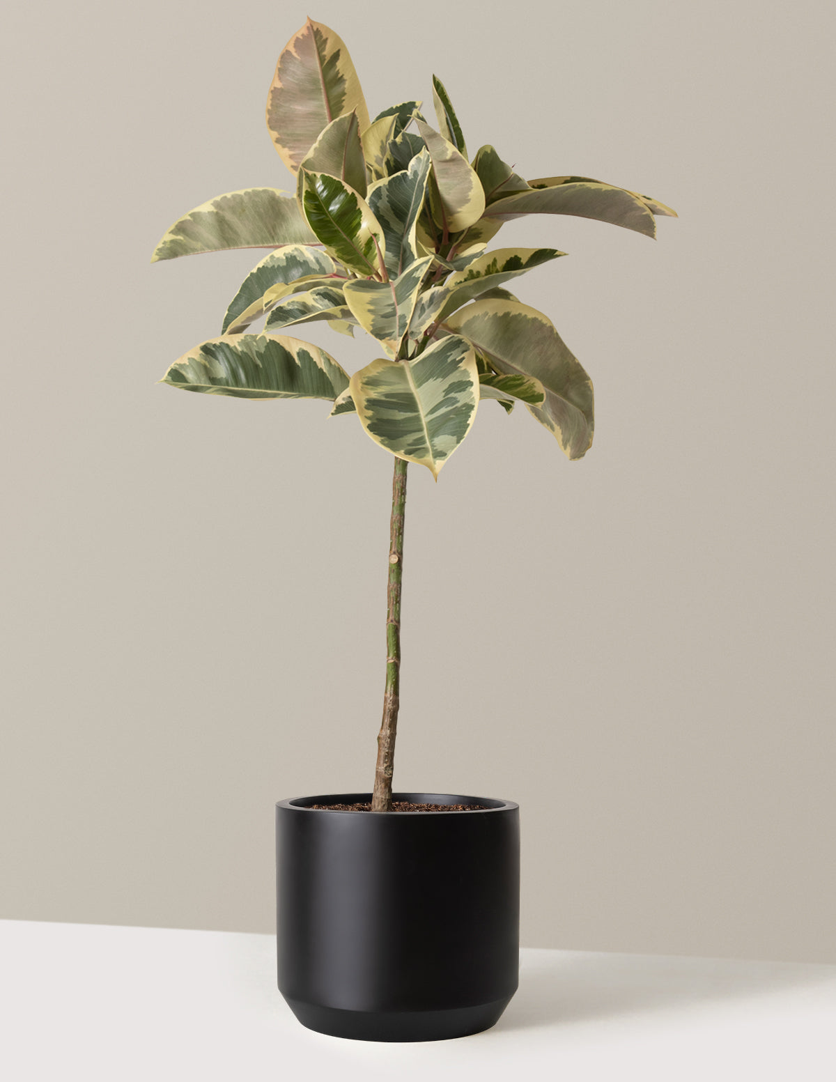 Ficus Tineke Tree