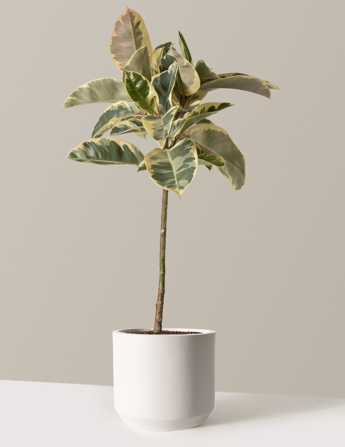 Ficus Tineke Tree