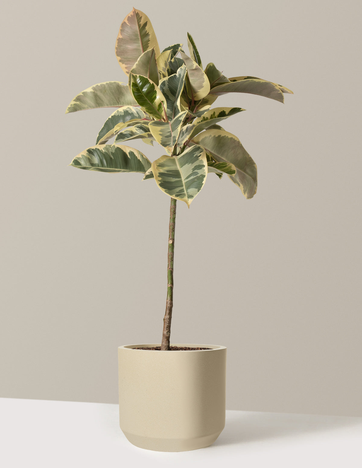 Ficus Tineke Tree