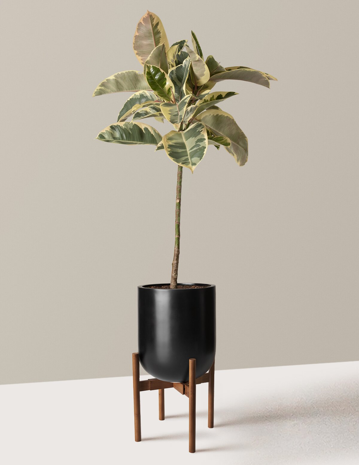 Ficus Tineke Tree