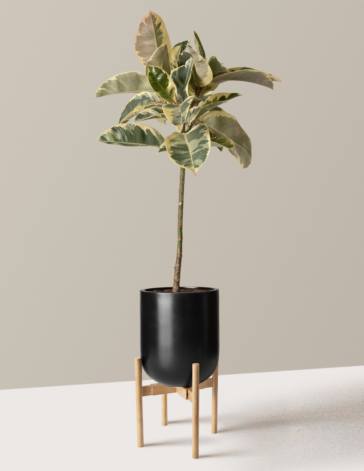 Ficus Tineke Tree