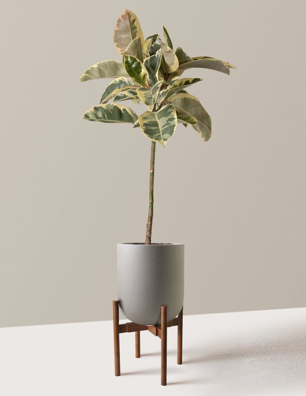 Ficus Tineke Tree
