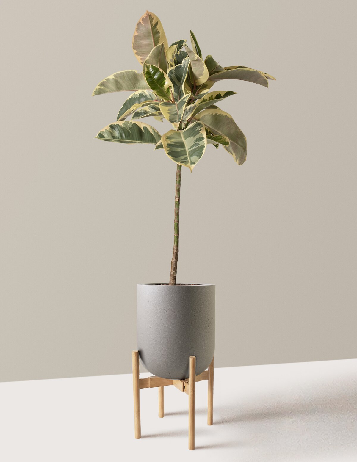 Ficus Tineke Tree