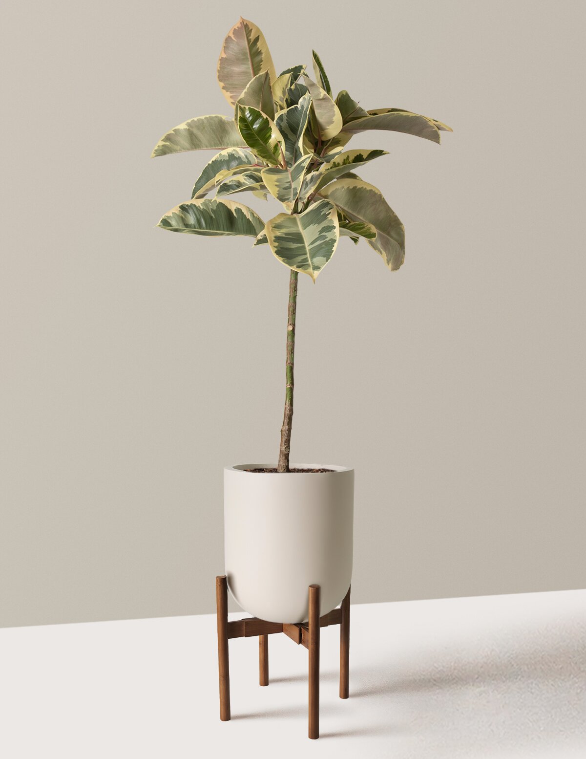 Ficus Tineke Tree