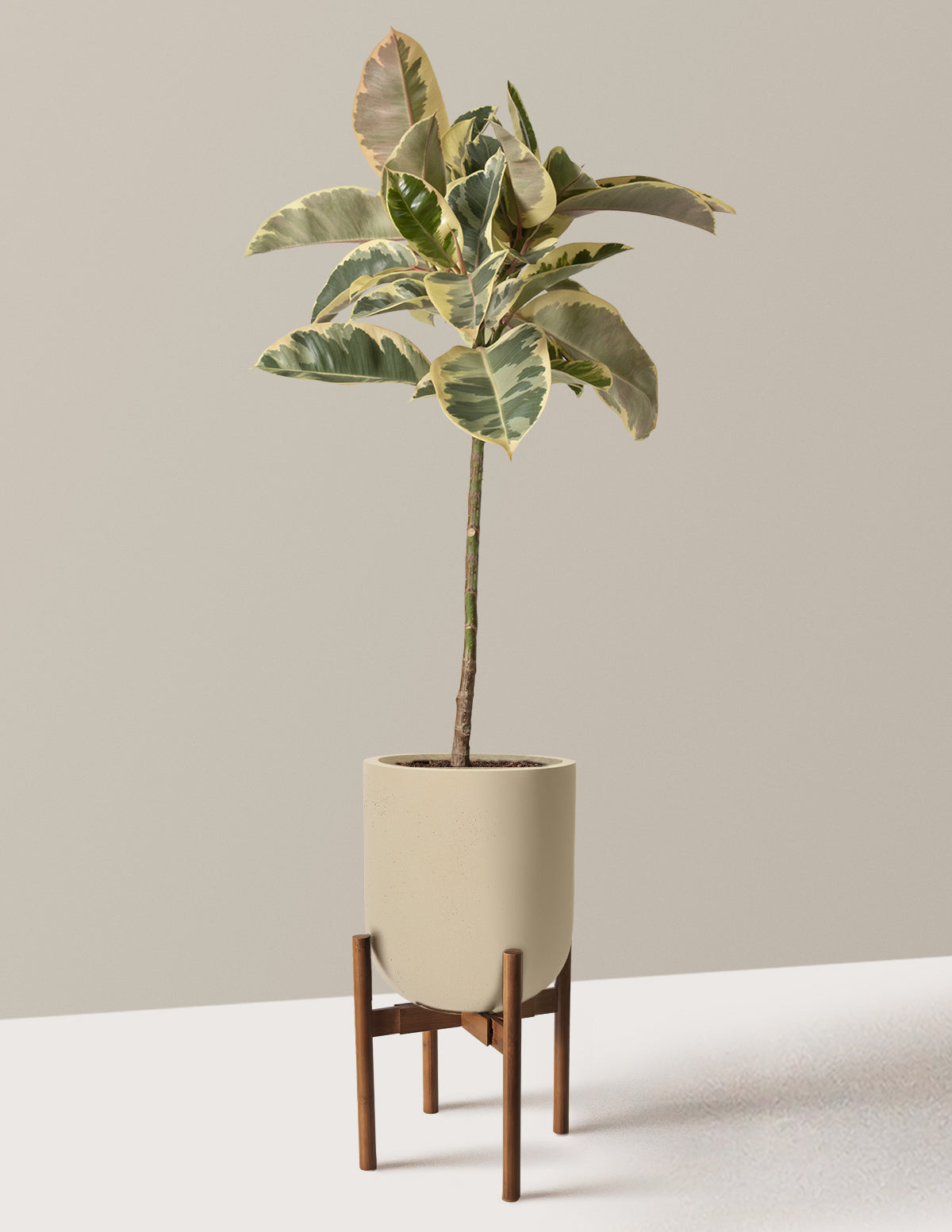 files/the-sill_Large-Ficus_Tineke_Large_Pallas-Sand-planter-with-stand-Dark-Bamboo_variant.jpg