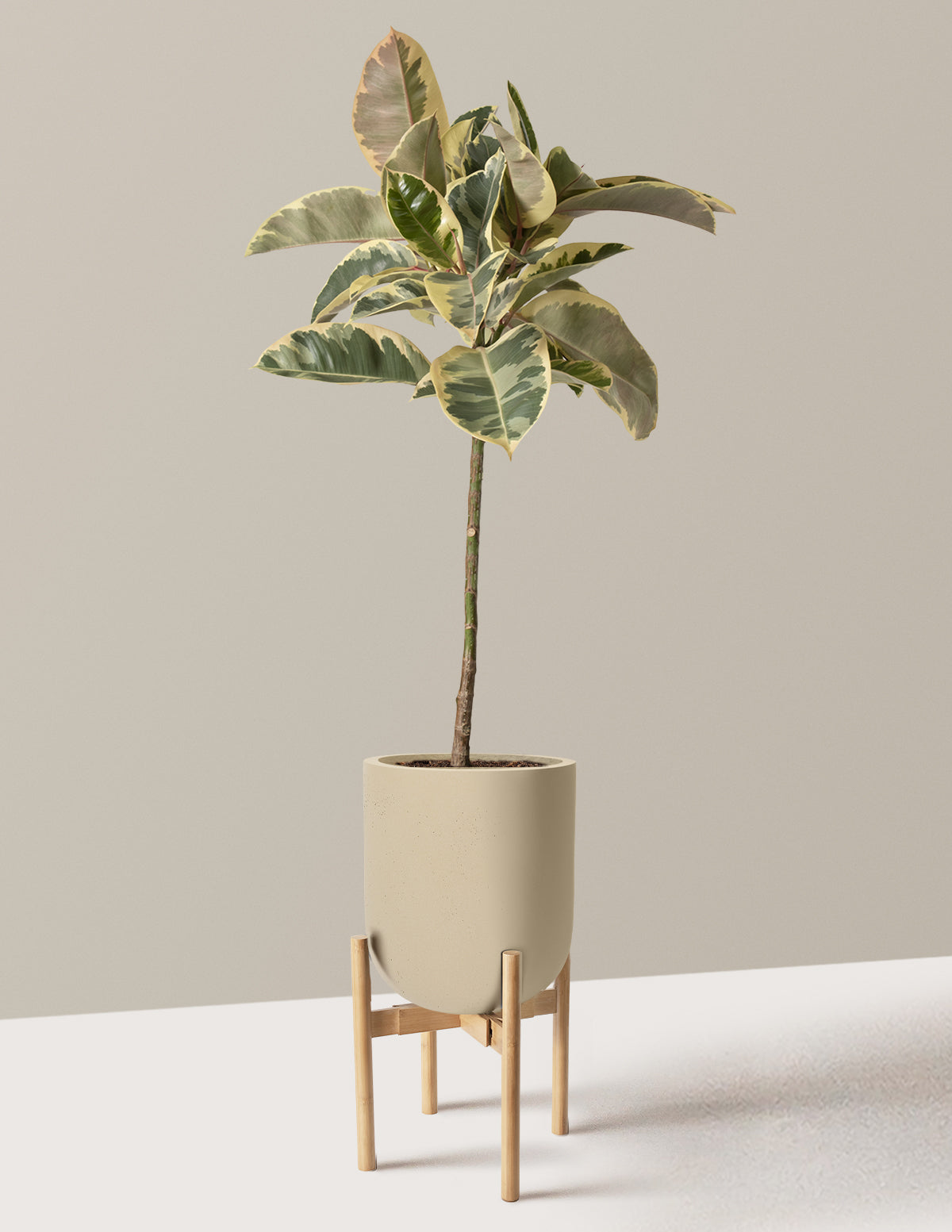 Ficus Tineke Tree