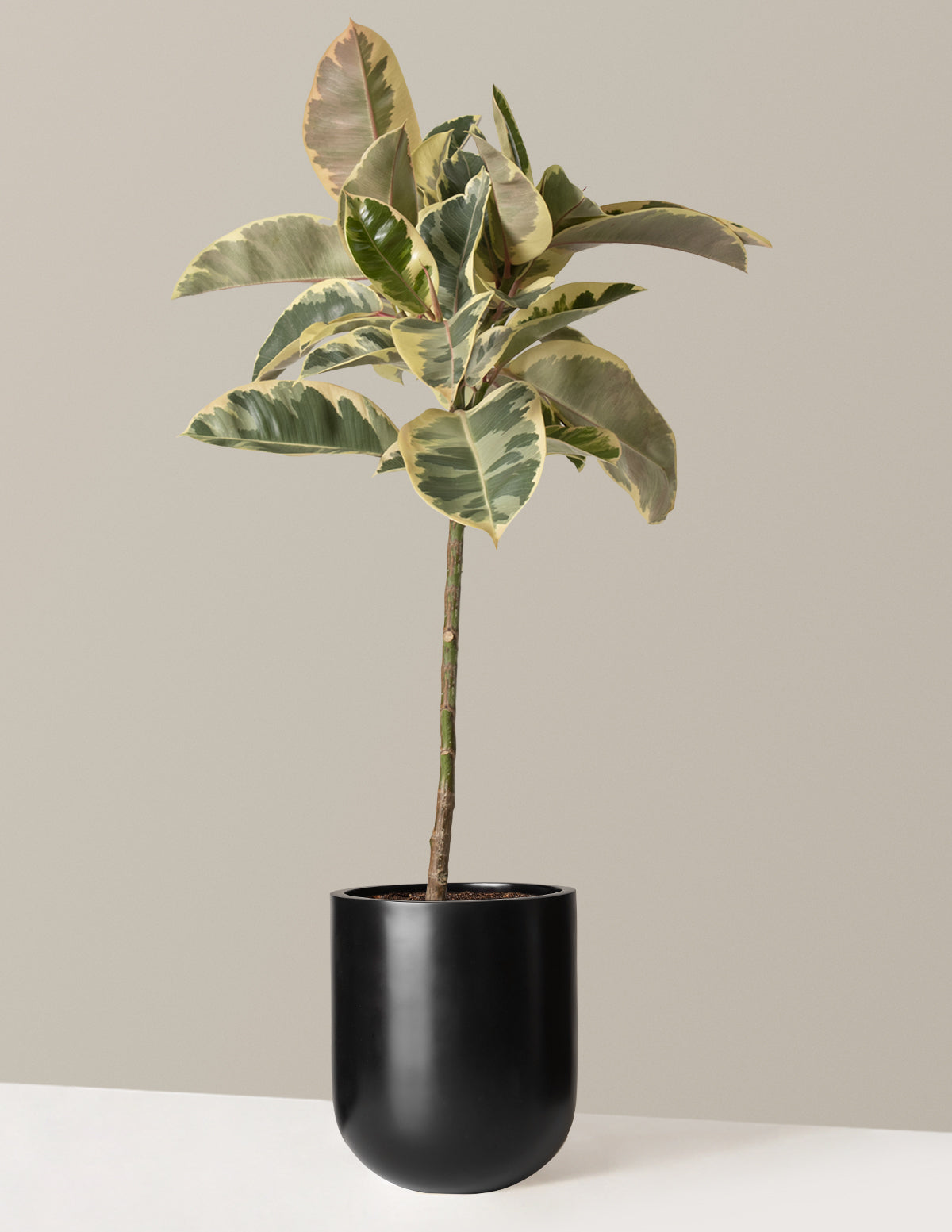 Ficus Tineke Tree